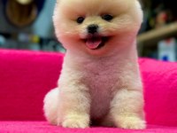 Pomeranian boo köpekler