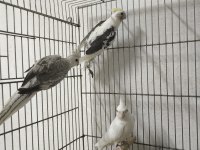 Sultan yavruları 2 aylik lutino grey wf heavy pied
