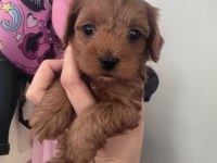 F1 MALTİPOO YAVRULARIM YENİ EVİNİ BEKLİYOR