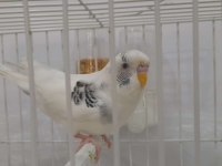 Muhabbet Kuşumuz