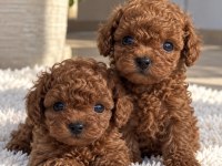 Poodle’da Aradığınız Görünüm Ve Kalite Bir Arada