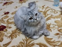 Uysal oyun kedisi aşıları tamam