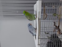 FORPUS ÇİFTİ