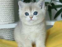Lila Gold Yavru British Shorthair