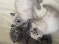 British shorthair yavrularımız yuvalarına gitmeye hazır