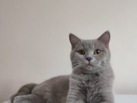 8 aylık dişi lilak rengi british shorthair