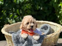Maltipoo bebekler tüy dökmez