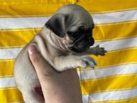 A KALİTE IRK GARANTİLİ PUG BEBEKLER
