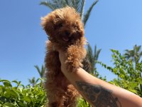 Kore erkek poodle mini