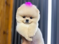 pamuk dişi erkek pomeranian