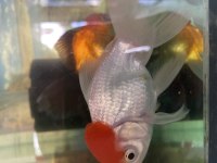 İthal oranda