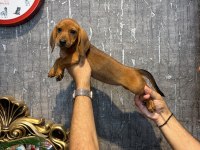 Ukrayna Doğumlu Dişi Dachshund Yavru (Sosis)