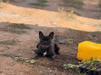 FRENCH BULLDOG ANNELER