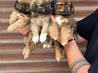 PEKİNEZ YAVRULARI A KALİTE RENK RENK