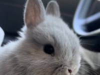 Netherland dwarf cüce tavşanlar