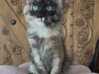 Full şecereli mükemmel profilde dev Maine Coon yavruları