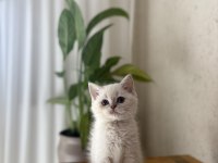 BEBEK YÜZ BRİTİSH SHORTHAİR 