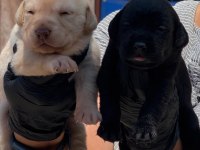 Labrador yavrularımız
