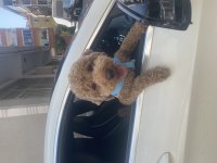 Acil toy poodle