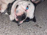 Erkek french bulldog köpeğime eş arıyorum
