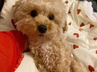 Yetişkin toy poodle cinsi köpekler