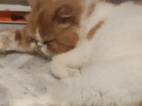 1 yaşında tatlış kedim