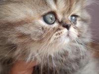 Süper british longhair bebekler