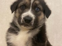 HUSKY ALMAN KURDU KIRMASI