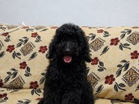 Harika poodle ev ortamına alışık