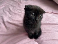 Nadir renk özel bebek isteyene uslu scottish fold bebekler