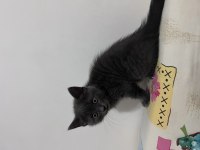 Yuvaya gitmeye hazır dişi british shorthair