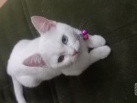 British shorthair