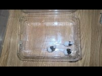 Panda mice