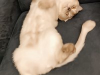 Scottish fold kedimize yeni yuva arıyoruz