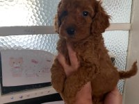 Red Brown poodle yavrularim orijinal