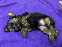 Teacup yakışıklısı yorkshire terrier Leo