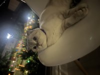 Scottish fold 1.5 yaşında