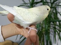 Dişi muhabbet kuşu