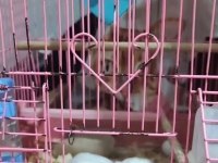 Uyguna Hamster