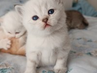 SEÇERELİ BABANIN SAFKAN YAVRULARI
