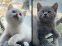 British shorthair sevimli 2 aylık yavrularımız