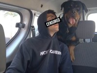 Ankara dişi safkan Rottweiler