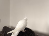 El beslemesi jumbo albino yavru sultan papağanı