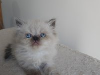 Safkan İran kedi yavruları