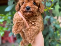 Kilo garantili toy Poodle yavrularimiz