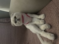 1 yaş scottish fold dişi