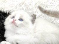 Safkan 2.5 aylık dişi ragdoll