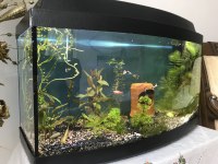 Tam set kurulu düzen akvaryum