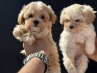Petmode köpek çiftliğinden tea cup kore maltipoo