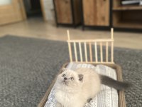 3 aylık erkek blue point yavru scottish fold